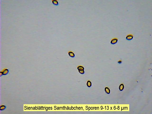 Sporen Sienablättriges Samthäubchen